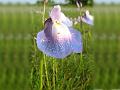 Purple Bladderwort